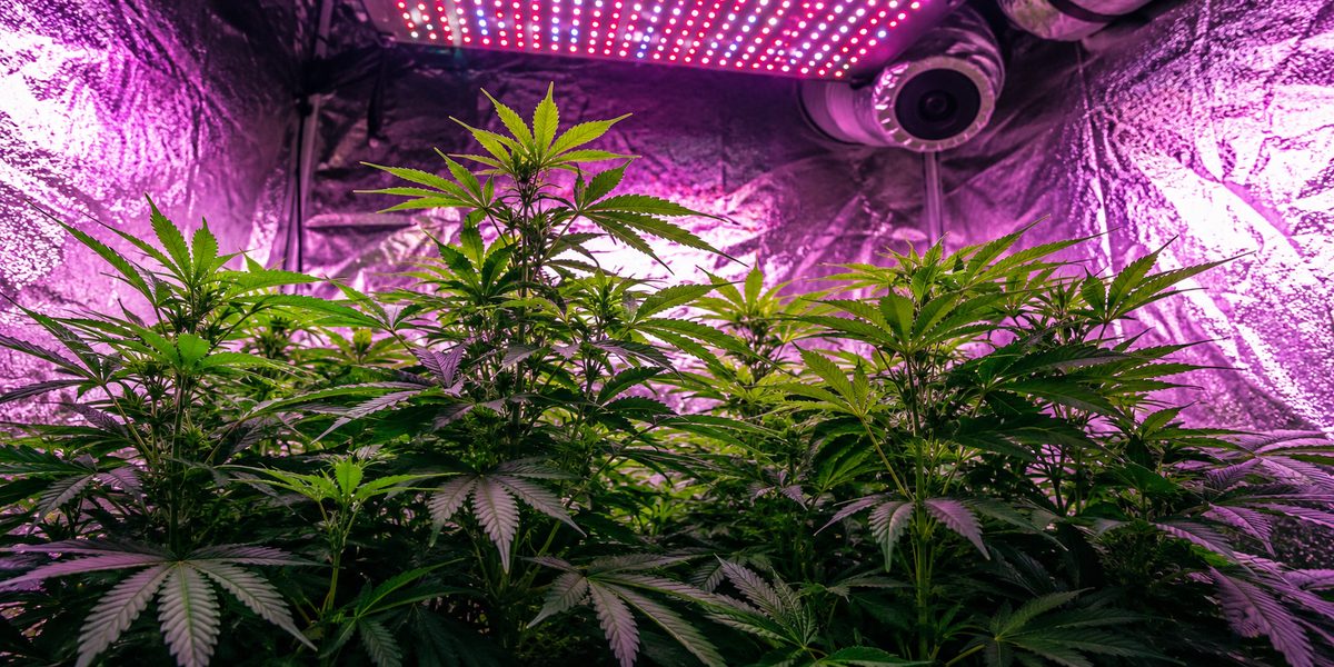 Indoor cannabis grow tent