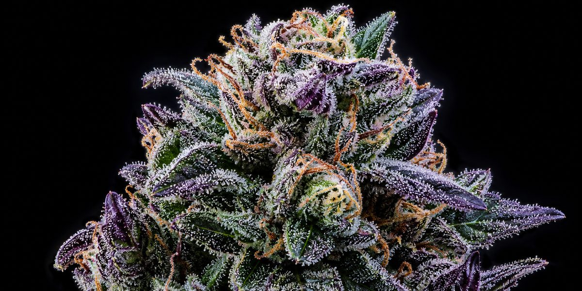 Trichome macro photography
