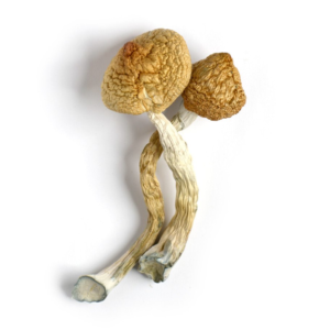 golden teacher shrooms