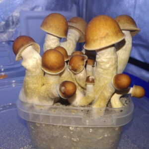 golden teacher shrooms