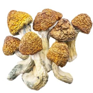 golden teacher shrooms