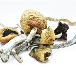 Golden Teacher Magic Mushrooms