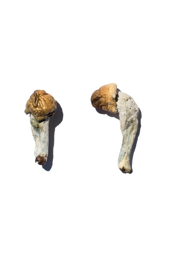 Trans Envy Magic Mushrooms