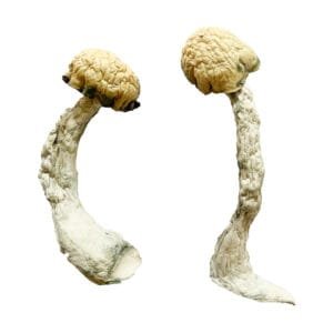 Trinity Magic Mushrooms