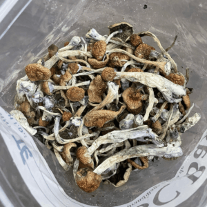 Trans Envy Mushrooms