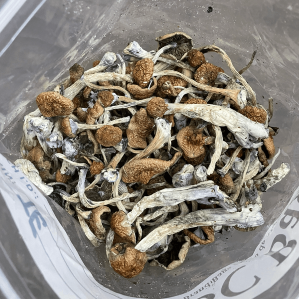 Trans Envy Mushrooms