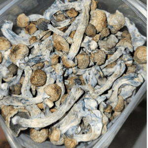 Trinity Penis Envy Magic Mushrooms