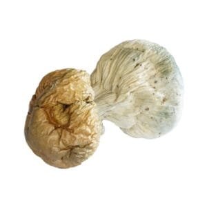 Trinity Penis Envy Magic Mushrooms