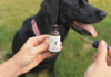 CBD for dogs