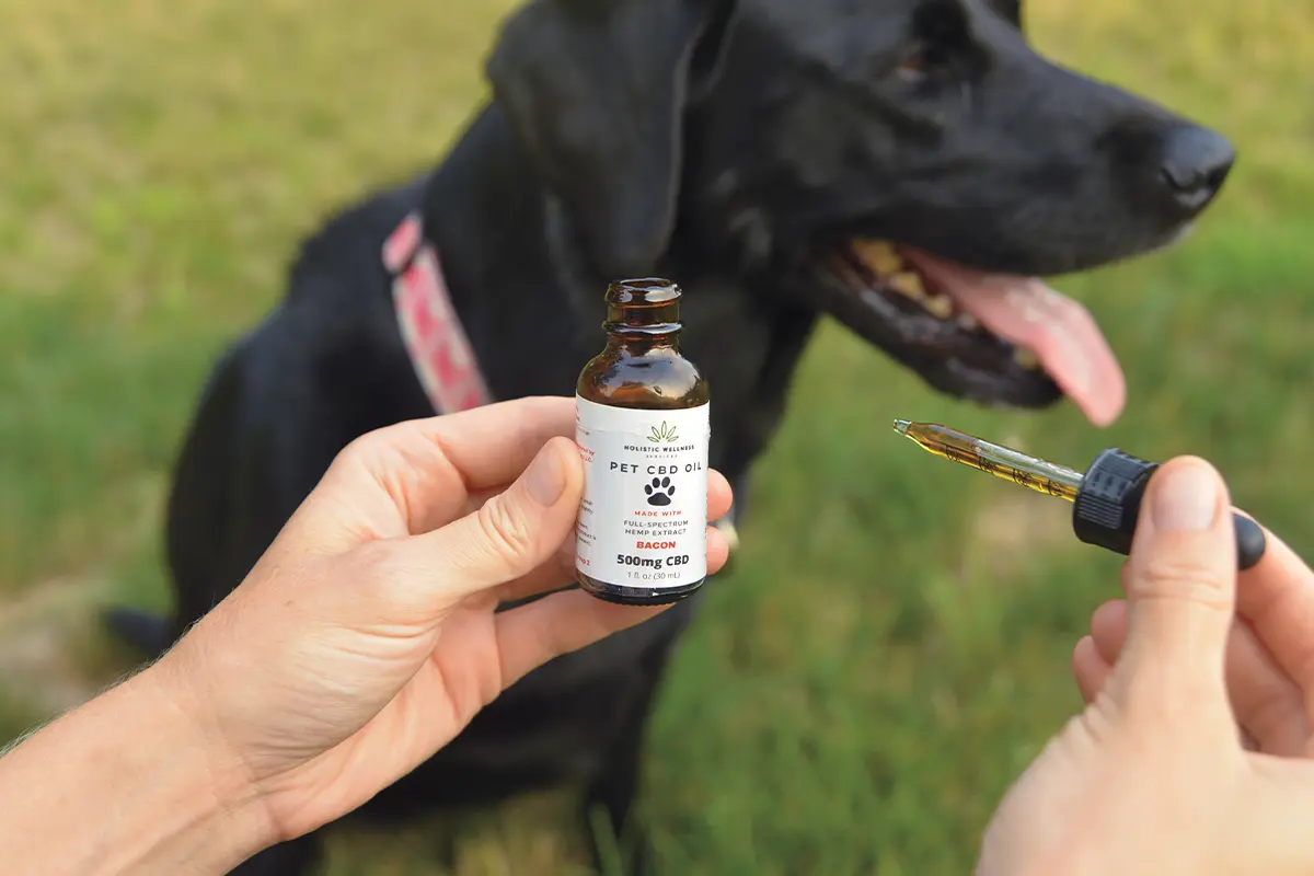 CBD for dogs